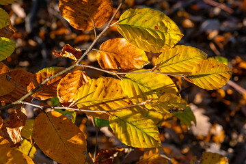 autumn time, colorful fall, colorful beech leafs, beech tree, fagus sylvatica