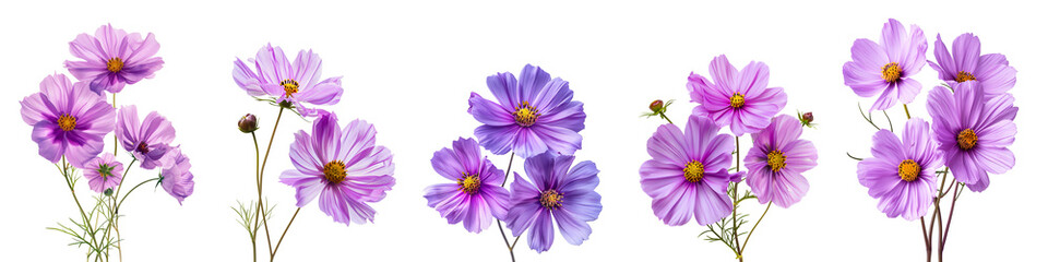 Fototapeta premium Set of purple cosmos flowers isolated on white