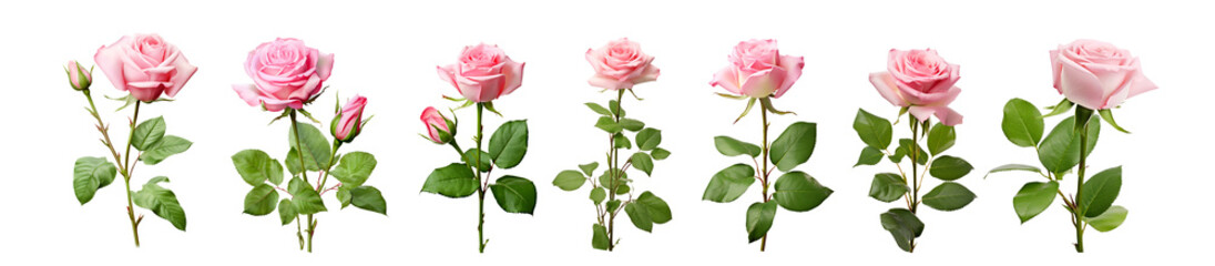 Fototapeta premium Set of rose flowers isolated on white