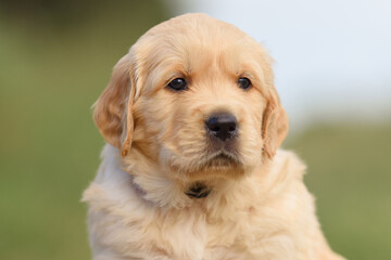 Fototapeta premium small dog golden retriever labrador puppy sitting on the road. dog for sale
