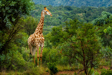 Obraz premium Giraffe in the Kruger National Park, South Africa 