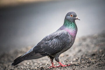 A Gray Pigeon Standing on Gravel in the City