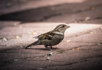 A Small Brown Sparrow Perched on Brick Pavement During the Day