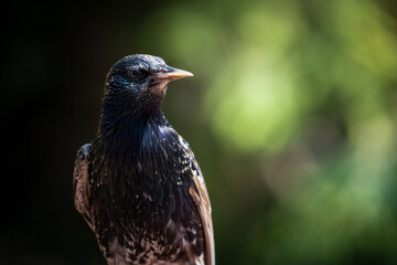 A Blackbird Perched in the Sunlight With a Green Background