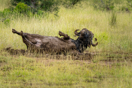 African Buffalo Bull rolling in the mud in the Kruger National Park, South Africa 