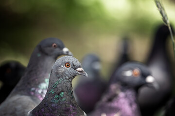 A Close Up View of a Single Pigeon in a Group of Pigeons