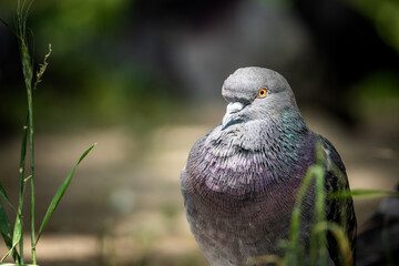 Close Up of a Pigeon in Green Grass During the Day