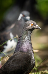 A Close-Up View of a Pigeon in a Green Outdoor Setting