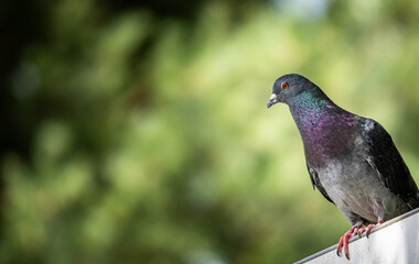 A Single Pigeon Perched on a Roof Edge With Green Blurred Background