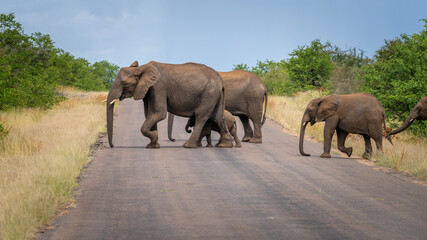 Fototapeta premium Elephants in the Kruger National Park, South Africa 