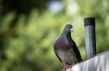 A Single Pigeon Perched on a Metal Railing With a Green Background