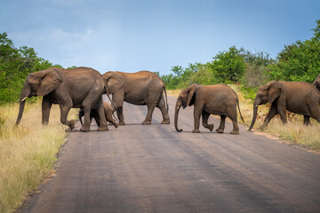 Obraz premium Elephants in the Kruger National Park, South Africa 