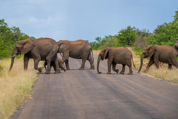 Obraz premium Elephants in the Kruger National Park, South Africa 