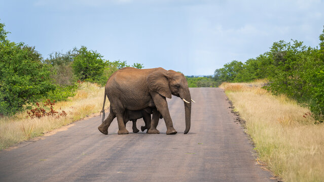 Elephants in the Kruger National Park, South Africa 