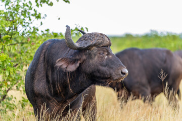 African Buffalo bull in the Kruger National Park 