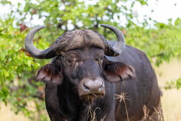 Fototapeta premium African Buffalo bull in the Kruger National Park 