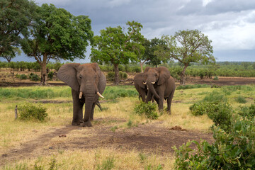 Fototapeta premium Elephants in the Kruger National Park, South Africa 