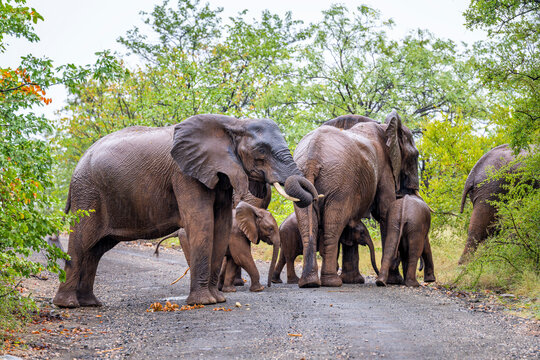 Elephants in the Kruger National Park, South Africa 