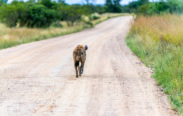 Spotted Hyena in the Kruger National Park 