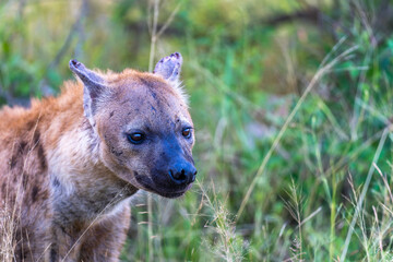 Spotted Hyena in the Kruger National Park 