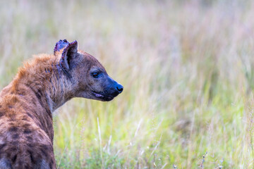 Spotted Hyena in the Kruger National Park 