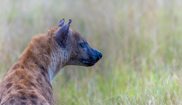 Spotted Hyena in the Kruger National Park 