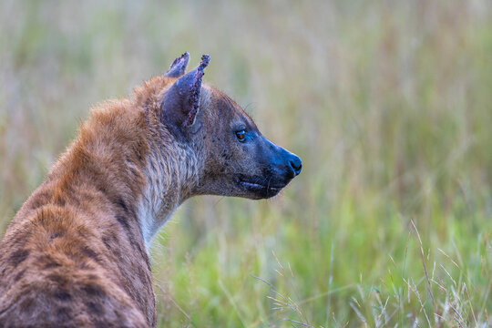 Spotted Hyena in the Kruger National Park 