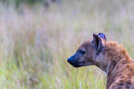 Spotted Hyena in the Kruger National Park 