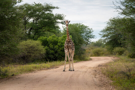 Giraffe in the Kruger National Park, South Africa 