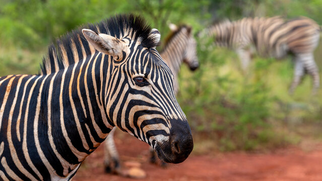 Zebra in the Kruger National Park 