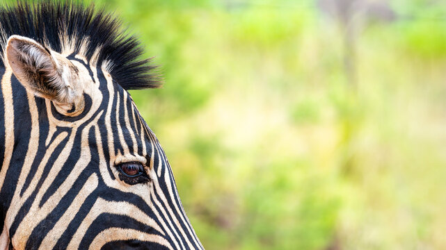 Zebra in the Kruger National Park 