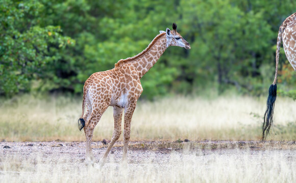 Giraffe in the Kruger National Park, South Africa 