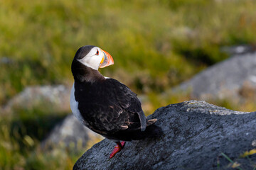 atlantic puffin bird Norway, Runde