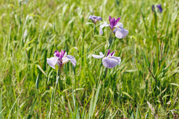 薄紫色の菖蒲