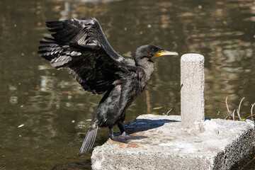 羽を広げる河鵜