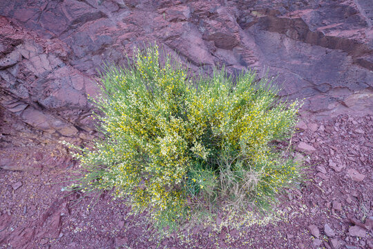 forever plants Fireflies Forever Native Plant Collection main image 0