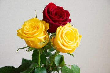赤と黄色のばら