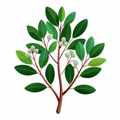 Bursera fagoroides vector illustration on white background . desert tree.