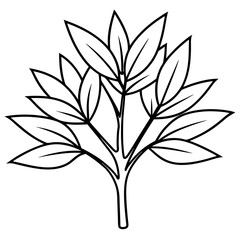 Bursera fagoroides vector illustration on white background . desert tree.