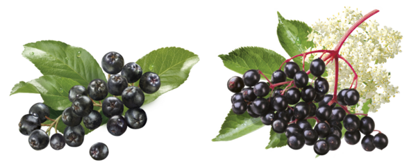 Aronia- und Holunderbeeren