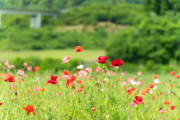 満開のポピー