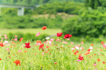 満開のポピー