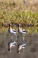 Pair of American Avocets Reflected in a Wyoming Pond in Springtime