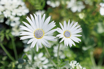 白いアークトチス グランディス