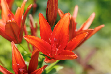 オレンジ色のスカシユリ