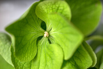 Green hydrangea flower close up