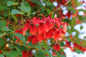 アメリカデイゴの花（アメリカ梯梧）　種子