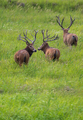 A group of elk leaving away. Back to camera.