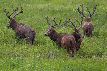 Wild elk family in the grass.
