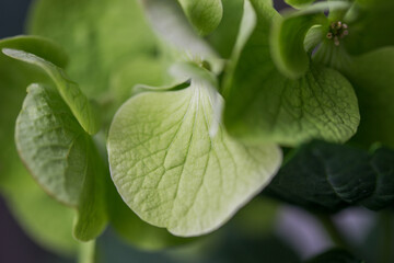 Green hydrangea flower close up